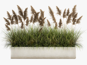 pampas grass for landscaping 1069 3Dモデル