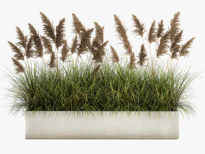 pampas grass for landscaping 1069 3D Model