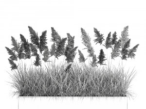 pampas grass for landscaping 1069 3Dモデル