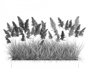 pampas grass for landscaping 1069 3D Model