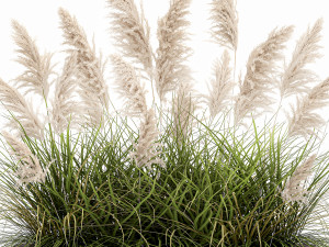 pampas grass for landscaping in a classic flowerpot 1068 3D 模型