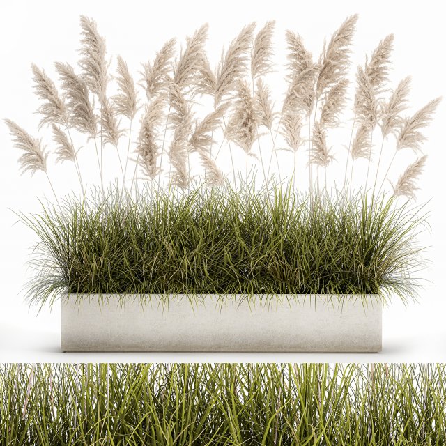 pampas grass for landscaping 1070 Model 3D .c4d .max .obj .3ds .fbx .stl .blend 
