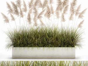 pampas grass for landscaping 1070 3D Models