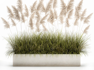 pampas grass for landscaping 1070 Model 3D