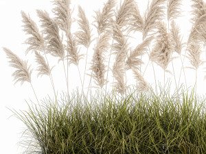 pampas grass for landscaping 1070 Model 3D