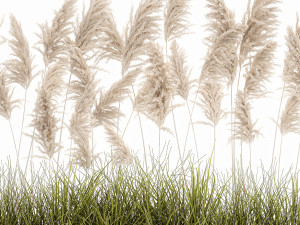 pampas grass for landscaping 1070 Model 3D