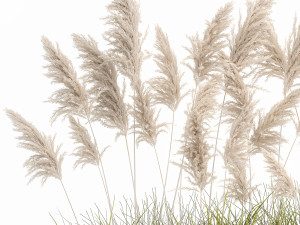 pampas grass for landscaping 1070 Model 3D