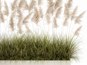 pampas grass for landscaping 1070 Model 3D