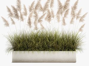 pampas grass for landscaping 1070 Model 3D