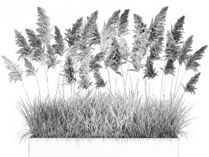 pampas grass for landscaping 1070 Model 3D