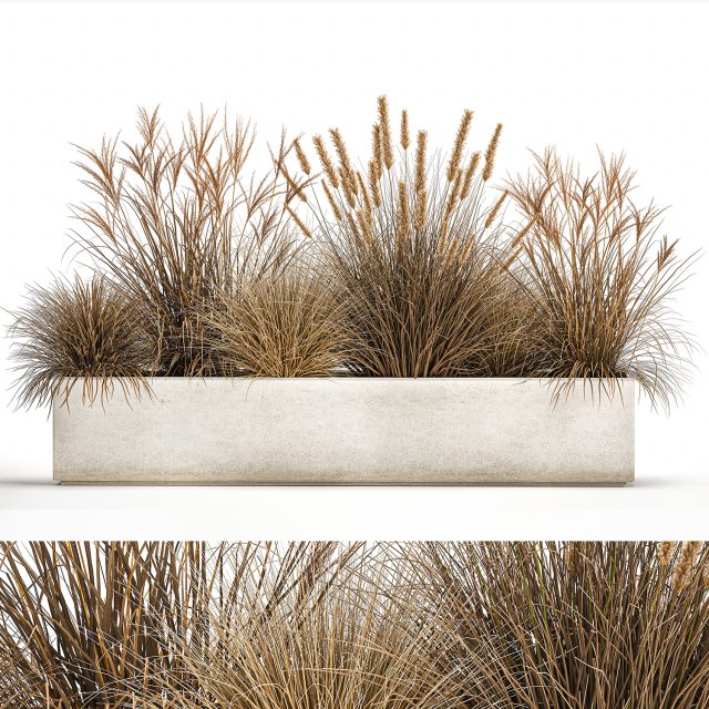 pampas grass for landscaping 1072 Model 3D .c4d .max .obj .3ds .fbx .stl .blend 