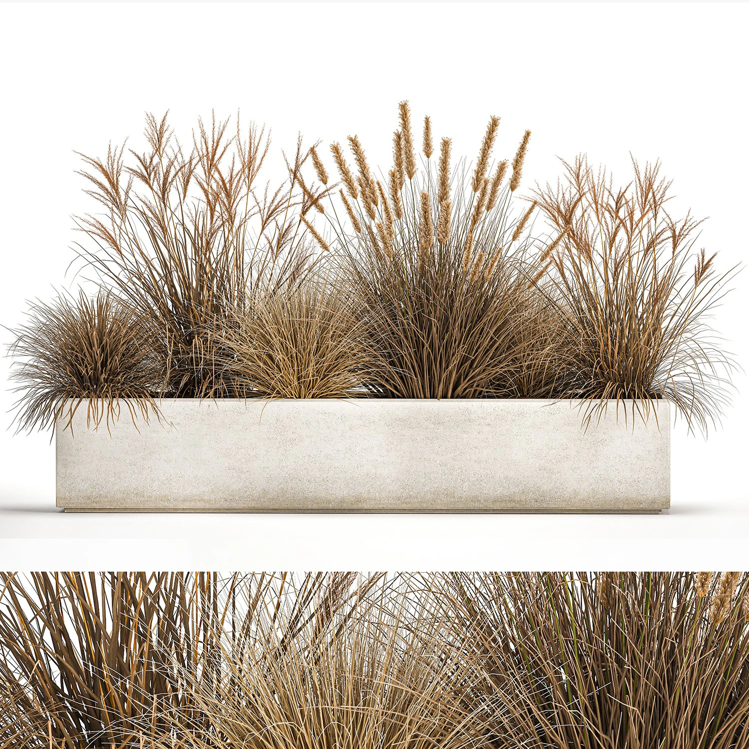 pampas grass for landscaping 1072 3D Model .c4d .max .obj .3ds .fbx .stl .blend 