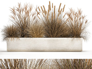pampas grass for landscaping 1072 3D Models