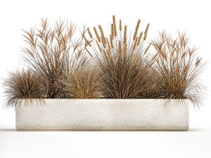 pampas grass for landscaping 1072 Model 3D