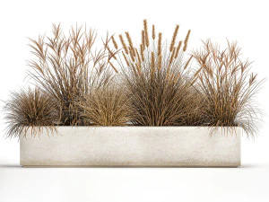 pampas grass for landscaping 1072 3D Model
