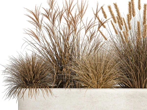 pampas grass for landscaping 1072 3D Model