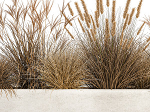 pampas grass for landscaping 1072 Model 3D
