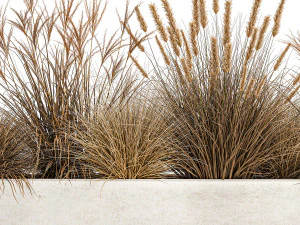 pampas grass for landscaping 1072 3D Model