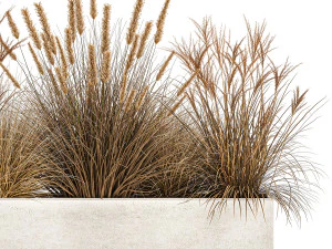 pampas grass for landscaping 1072 3D Model