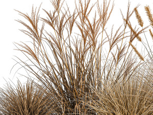pampas grass for landscaping 1072 Model 3D
