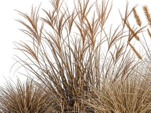 pampas grass for landscaping 1072 3D Model
