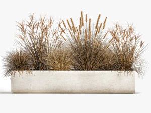 pampas grass for landscaping 1072 3D Model