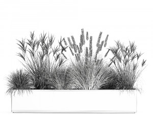 pampas grass for landscaping 1072 Model 3D