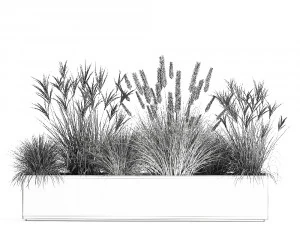 pampas grass for landscaping 1072 3D Model