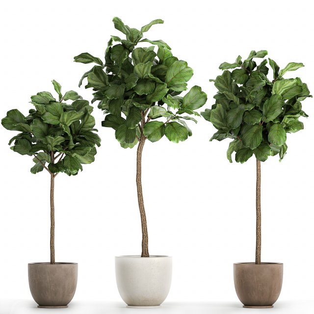 ficus lyrata in a flowerpot for the interior 1073 3D Model .c4d .max .obj .3ds .fbx .stl .blend 