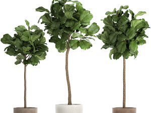 ficus lyrata in a flowerpot for the interior 1073 Model 3D