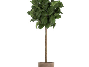 ficus lyrata in a flowerpot for the interior 1073 3D Model