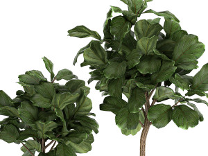 ficus lyrata in a flowerpot for the interior 1073 3D Model