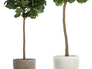 ficus lyrata in a flowerpot for the interior 1073 3D Model