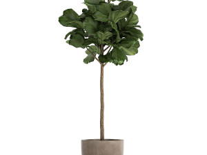 ficus lyrata in a flowerpot for the interior 1073 3D Model
