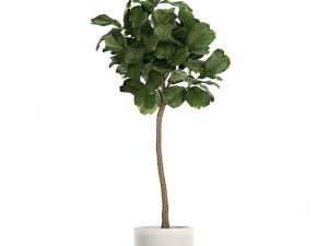 ficus lyrata in a flowerpot for the interior 1073 3D Model