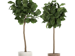 ficus lyrata in a flowerpot for the interior 1073 3D Model