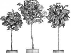 ficus lyrata in a flowerpot for the interior 1073 3D Model