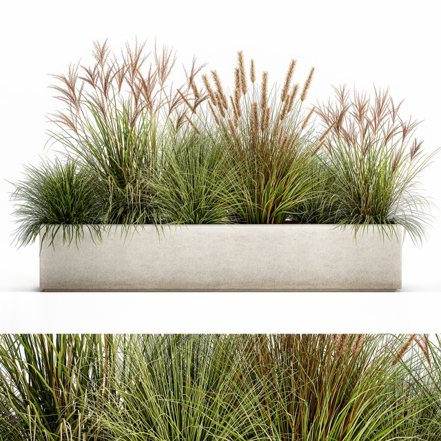 potted reeds for landscaping 1074 3D Модель .c4d .max .obj .3ds .fbx .stl .blend 