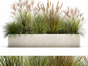 potted reeds for landscaping 1074 3D Models