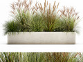 potted reeds for landscaping 1074 3D Models