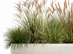 potted reeds for landscaping 1074 3D Модель
