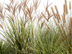 potted reeds for landscaping 1074 3D Модель
