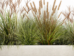 potted reeds for landscaping 1074 3D Модель