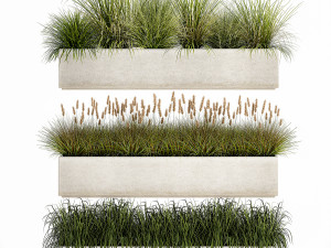 potted reeds for landscaping 1075 3D Models