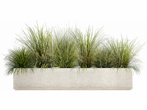 potted reeds for landscaping 1075 3D Модель