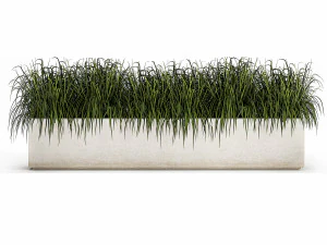 potted reeds for landscaping 1075 3D Model