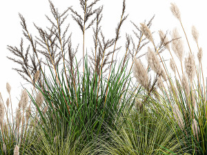 potted reeds for landscaping 1076 3D Модель