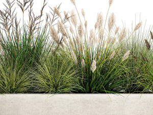 potted reeds for landscaping 1076 3D Модель