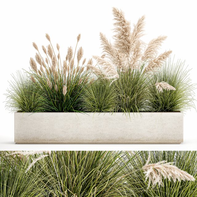 potted reeds for landscaping 1077 3D Model .c4d .max .obj .3ds .fbx .stl .blend 