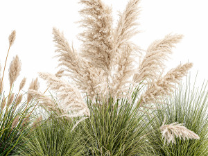 potted reeds for landscaping 1077 3D Model